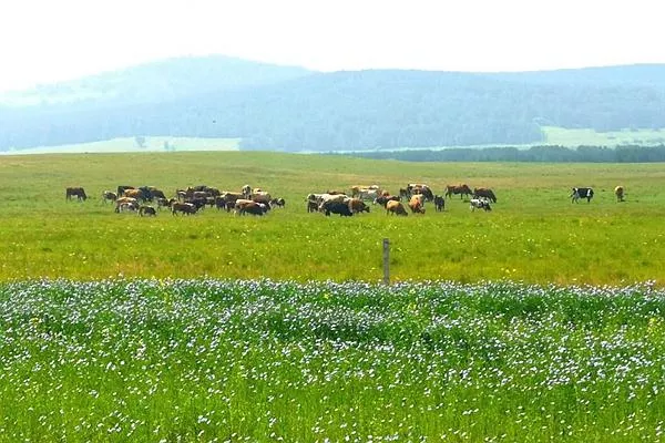 御道口<a href='http://www.radjoulmouhamadou.com/' target=_blank>旅游攻略</a> 去御道口草原怎么走